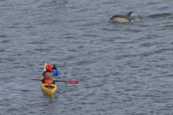 17 January 2021 - 11-02-32
Some lucky kayakers a morning to remember.
--------------------------
Dolphins in the river Dart, Dartmouth